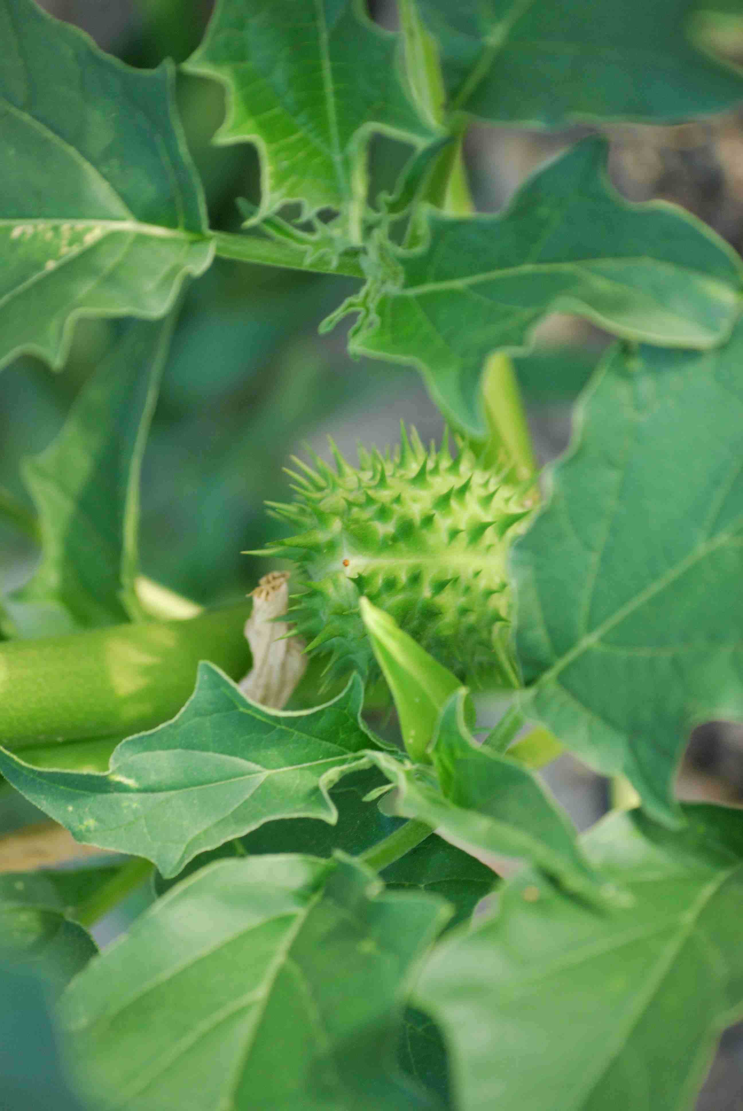 Datura stramonium